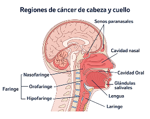 Imagen explicativa sobre el cáncer de cabeza y cuello